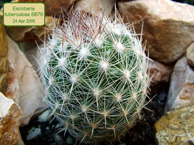 Escobaria _tuberculosa _SB79 _01